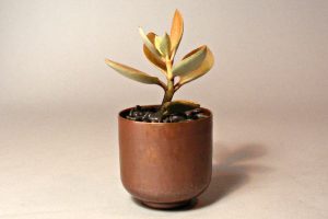 Mini Copper Cachepot Mini Copper Cachepot