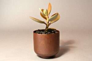 Mini Copper Cachepot