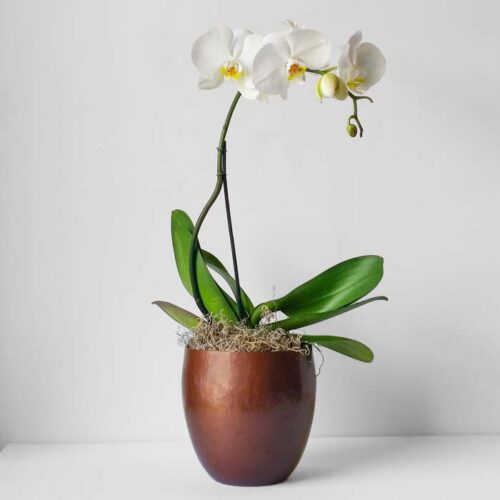 Hand-hammered Copper Vase - Just ONE!