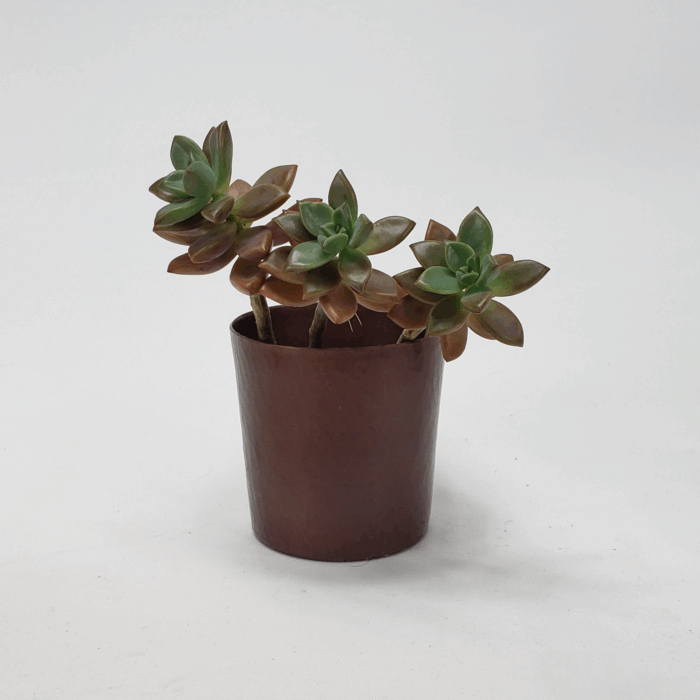Copper Cachepot